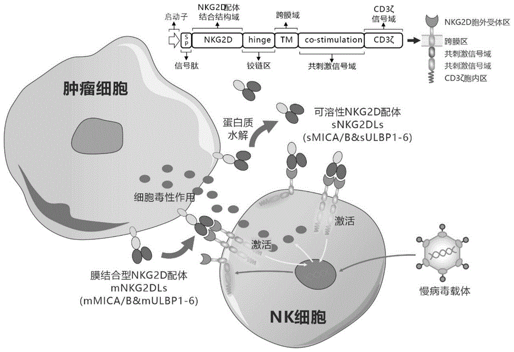靶向人膜結合型和可溶性NKG2D配體的嵌合受體、核酸分子、免疫效應細胞及其應用