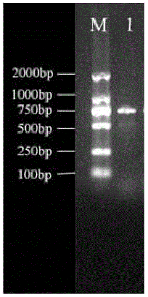 一種基于CRISPR的大腸桿菌ST131系菌株檢測引物、試劑盒及檢測方法