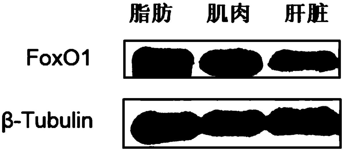 一種草魚FoxO1多肽抗原、抗體及其制備方法、應用