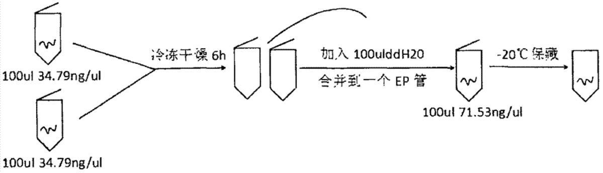 一種通過冷凍干燥濃縮質粒的方法